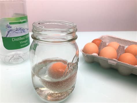 egg in vinegar experiment results